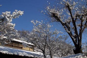 ファイル名: sanpo0603.jpg
ファイルサイズ: 96.5KB
→クリックで元のサイズを表示 枯れ木に花