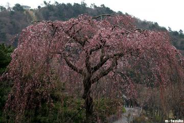 枝垂桜