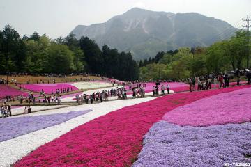 ファイル名: tabi0611.jpg
ファイルサイズ: 85.1KB
→クリックで元のサイズを表示 羊山公園