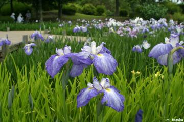 花菖蒲