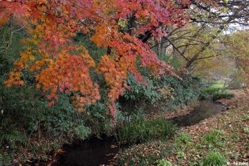 紅葉