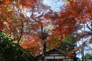 ファイル名: sanpo0625.jpg
ファイルサイズ: 141.1KB
→クリックで元のサイズを表示 蕎麦屋ともみじ