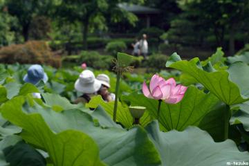 蓮の花