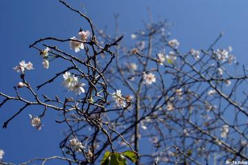 十月桜