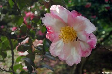 山茶花