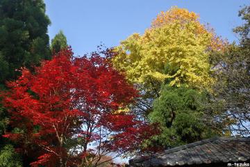 紅葉と黄葉