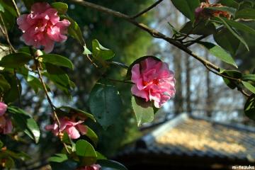 山茶花