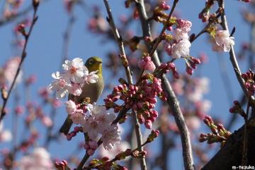 大寒桜