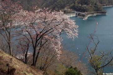 奥多摩湖の桜