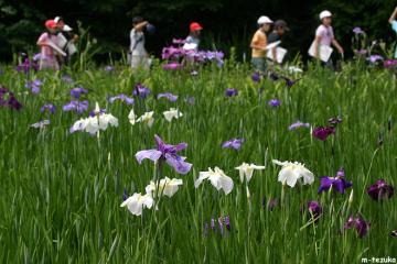 花菖蒲