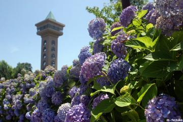 紫陽花の旅