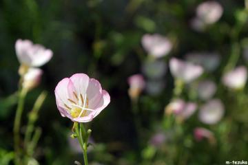 昼咲き月見草