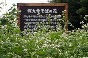 そばの花