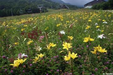 夏のスキー場
