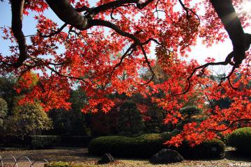 日本庭園