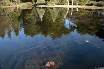 池の鯉