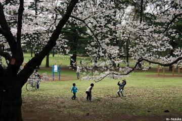 桜の下で