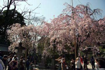 枝垂桜