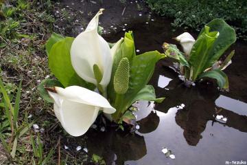 水芭蕉