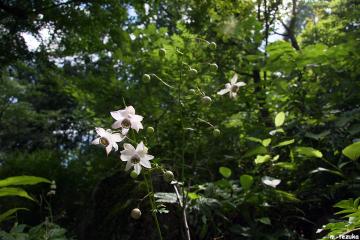 090725