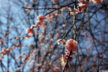 ファイル名: 130306.jpg
ファイルサイズ: 78.8KB
→クリックで元のサイズを表示 130306
