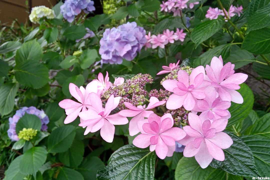 紫陽花。