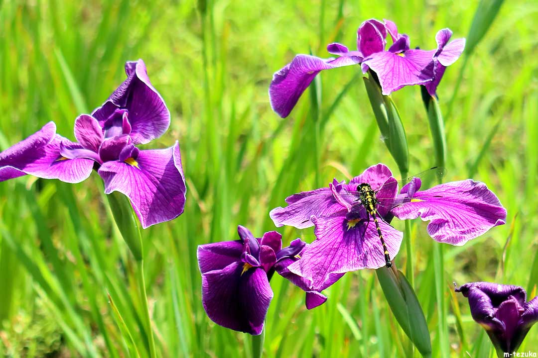 花菖蒲。